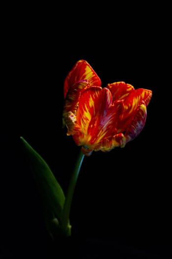 R87_67501