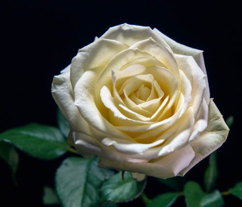 R87_9841