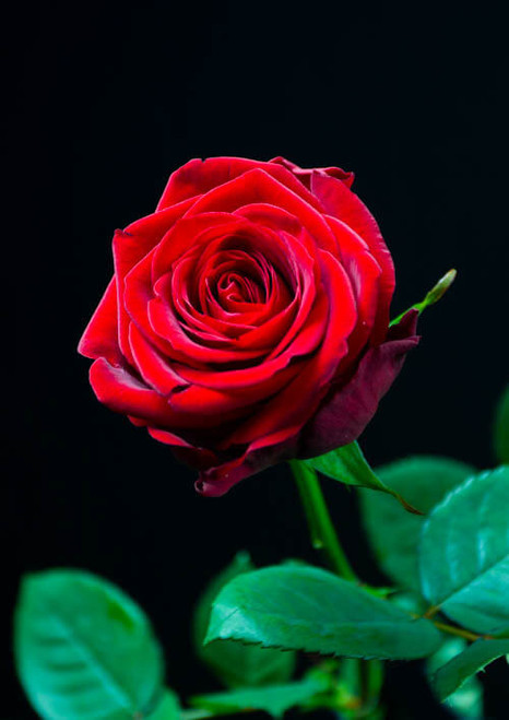 R87_19778