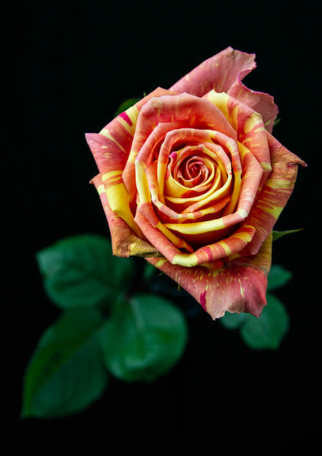 R87_27008