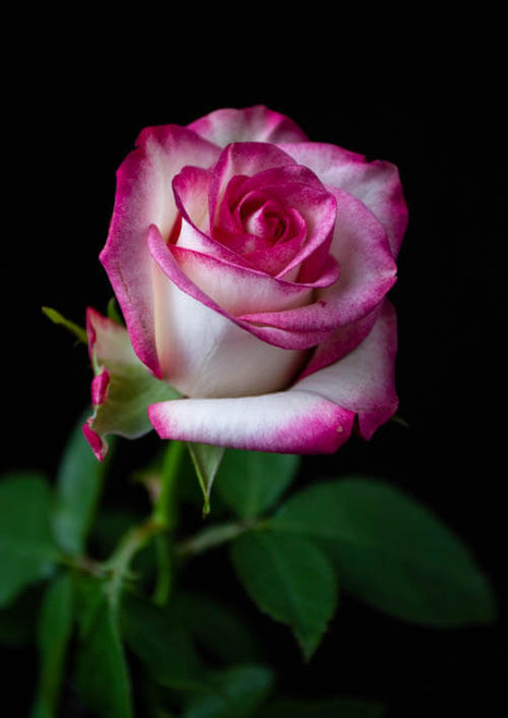 R87_47451