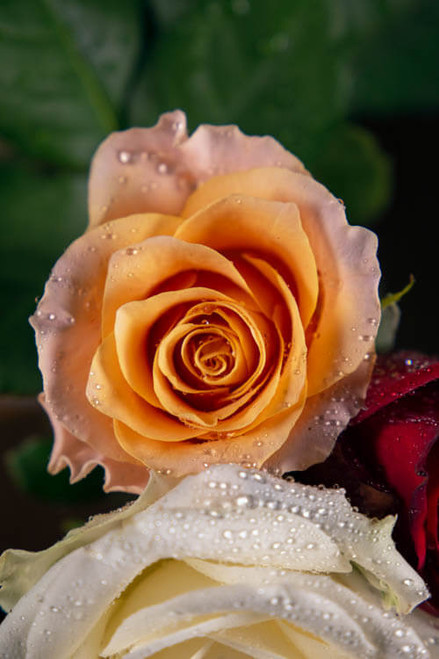 R87_63085
