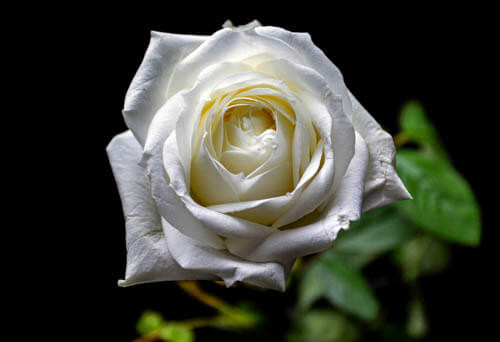 R87_85658