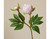 Artificial Two-Head Peony Stem – Champagne