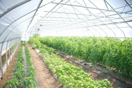 How To Achieve Ideal Environmental Control in Your Greenhouse