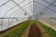 The Benefits of High Tunnel Growing