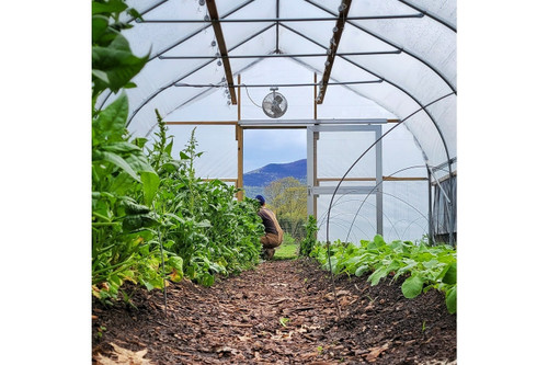 Inside view of 16 x 48 Bobcat high tunnel with plants and mountain backdrop