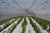 Rimol Greenhouses high tunnel greenhouse for season extension or year-round growing