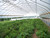 Rimol Greenhouses high tunnel greenhouse for season extension or year round growing