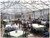Inside of a Rimol Matterhorn greenhouse used as a restaurant for indoor dining