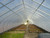 Rimol Greenhouse Northpoint 26 x 96 NP2672