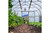 Inside view of 16 x 48 Bobcat high tunnel with plants and mountain backdrop