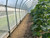 Insect netting on a high tunnel for excluding cucumber beetles.