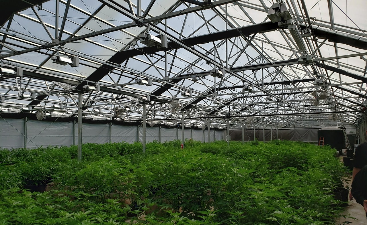 Cannabis plants growing indoors in a greenhouse with light dep system