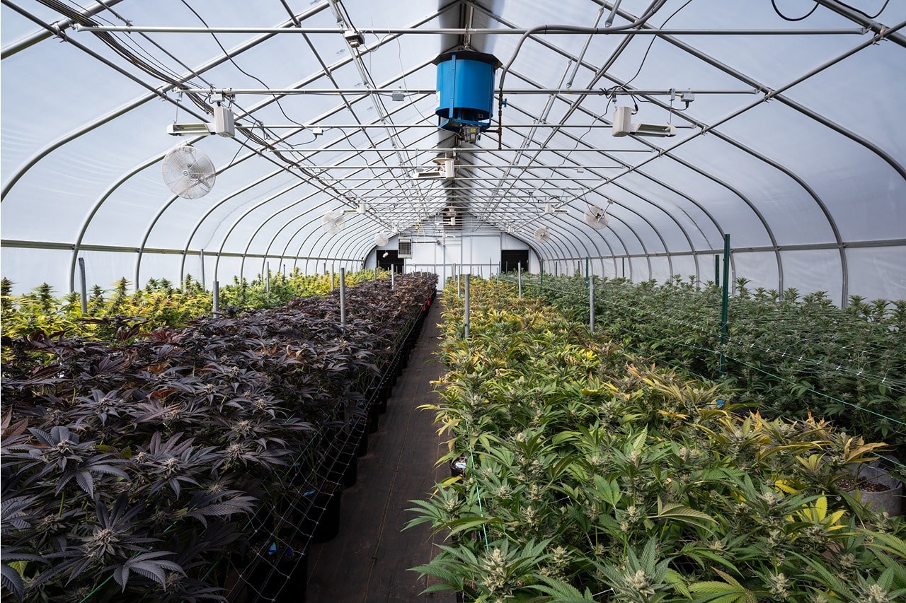 Cannabis plants growing indoors in a Rimol Nor'Easter greenhouse