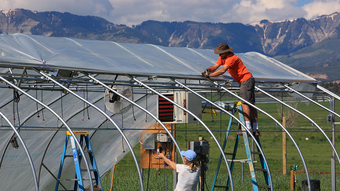 Farmer pulling poly over the top of a Rimol greenhouse as part of installation