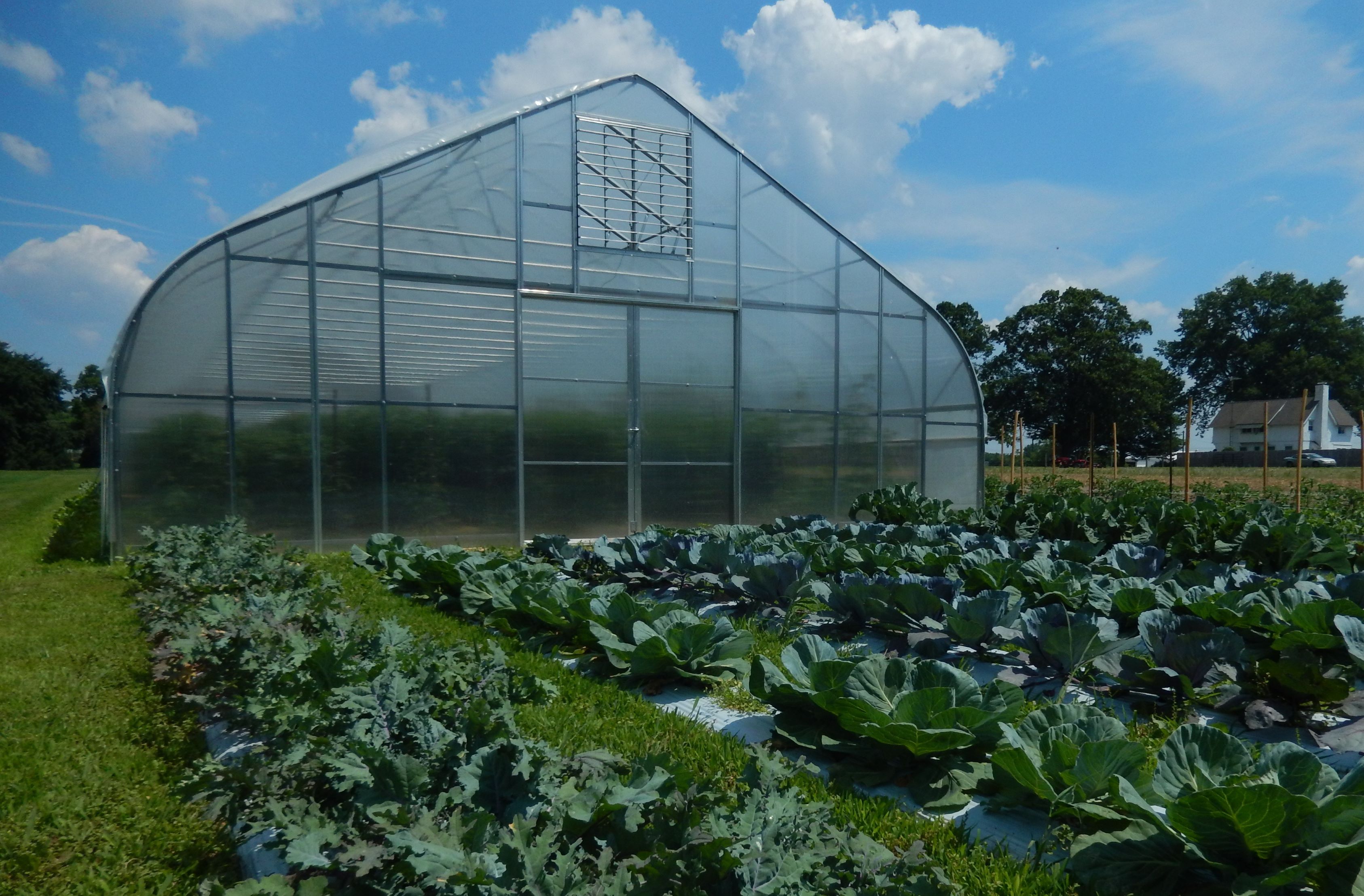 Vegetables growing inside of a Rimol high tunnel greenhouse - NRCS program for high tunnel grants