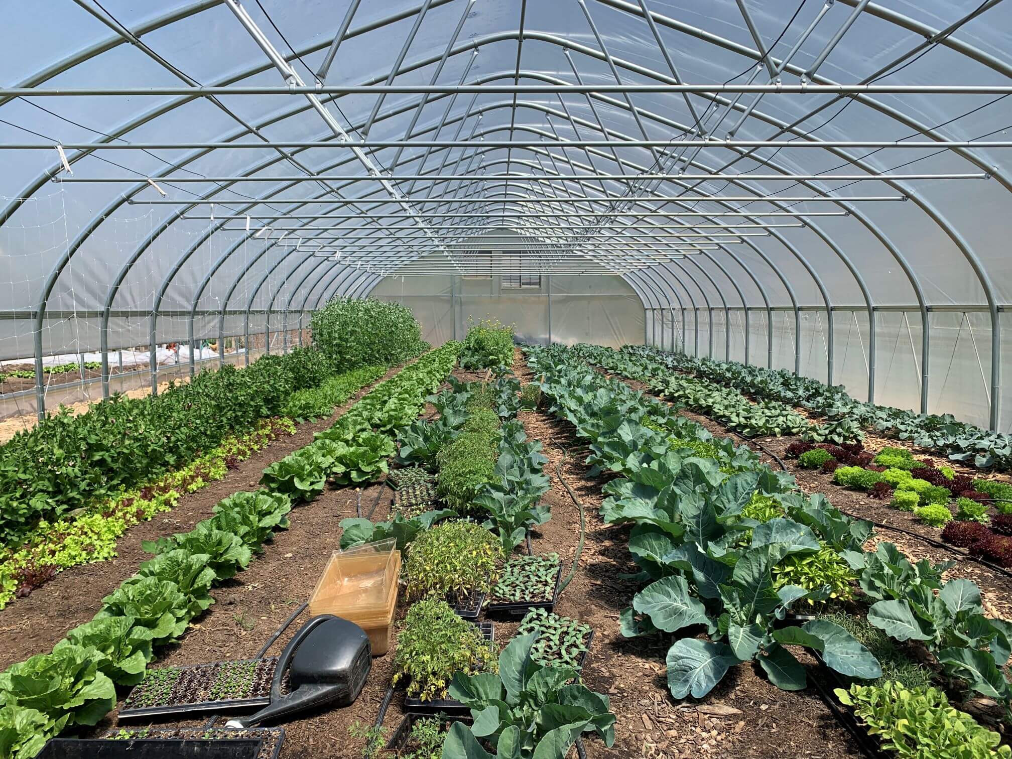 How The Cedar Chest Farm Turned a Homestead into a Market Garden RIMOL