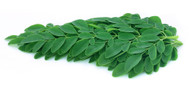 How to Prepare Pure Moringa Leaf Extract