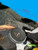 N70 Hilux cab mount chop delete kit, cut placement
