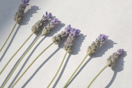 The History of Lavender