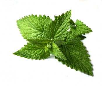 peppermint essential oil