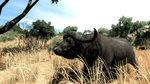 Cabela's Big Game Hunter 2010, X360
