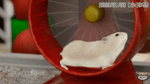 Petz: Hamsterz Bunch, PSP