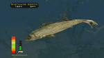 Bass Pro Shops: The Strike [Tournament Edition], Wii