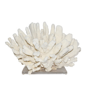 Cats Paw Coral Creation On Acrylic Base