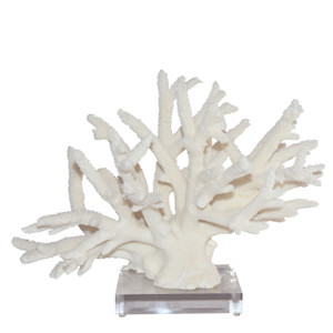 Corals - Legend Accents