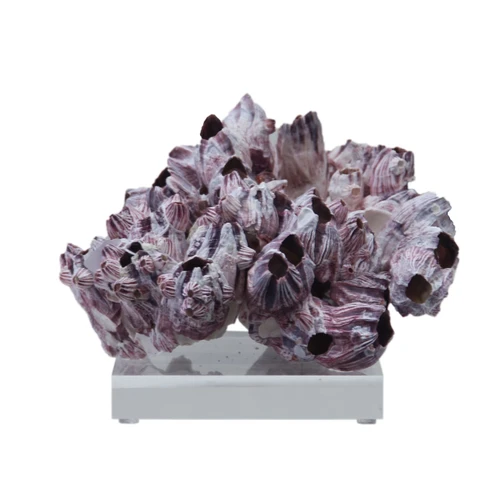 Barnacle Coral On Acrylic Base  - 3 Sizes