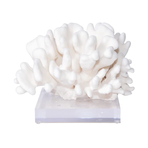 Elkhorn Coral On Acrylic Base - 3 Sizes