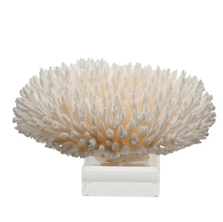 Table Coral On Acrylic Base - 3 Sizes