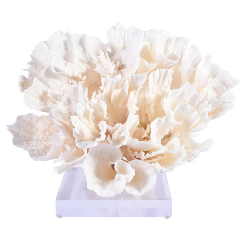 Poca Coral Full Shape On Acrylic Base - 2 Sizes