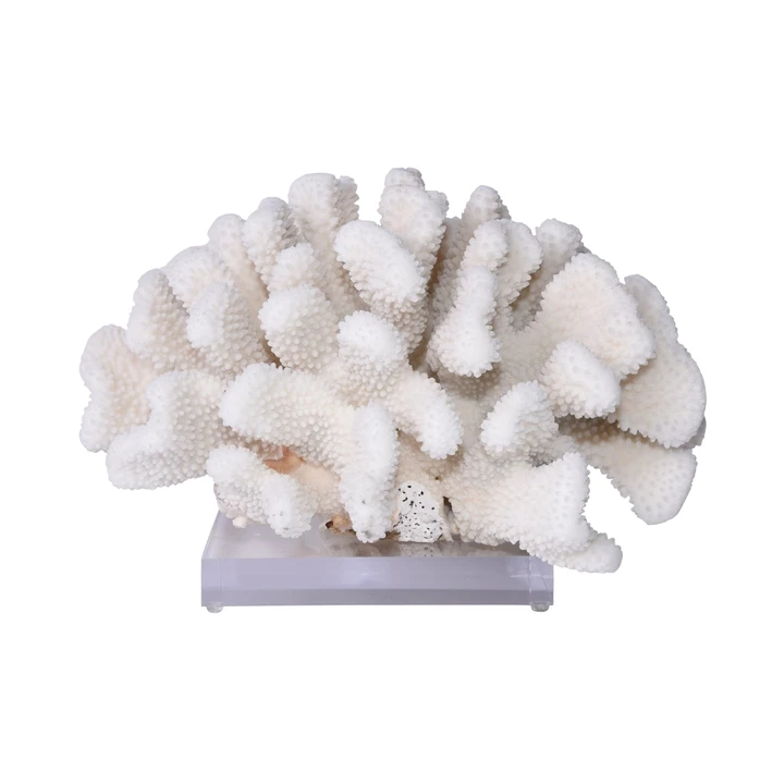 Cauliflower Coral On Acrylic Base - 3 Sizes