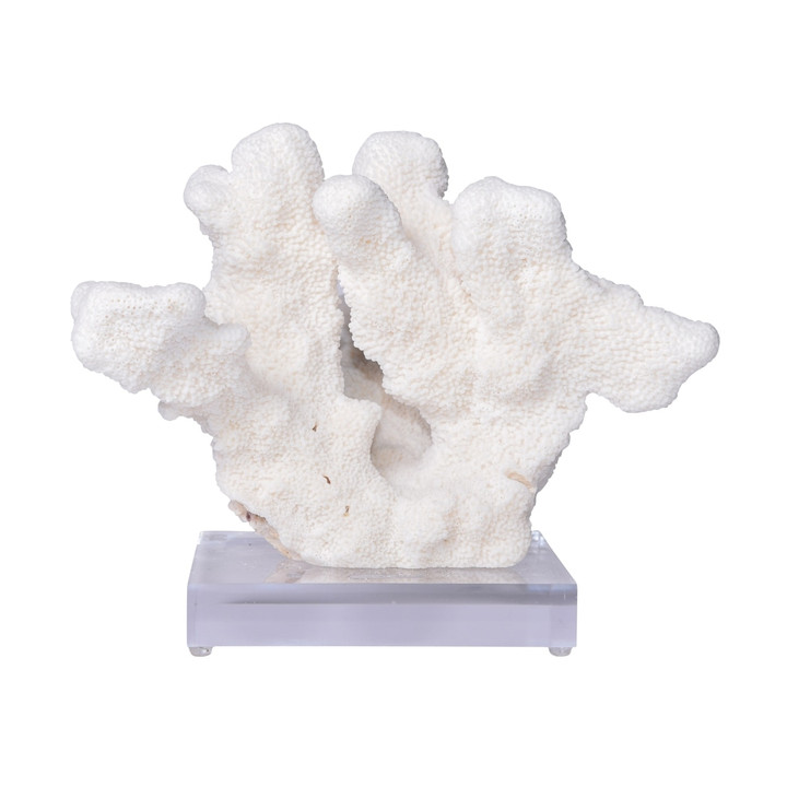 Cats Paw Coral On Acrylic Base - 3 Sizes