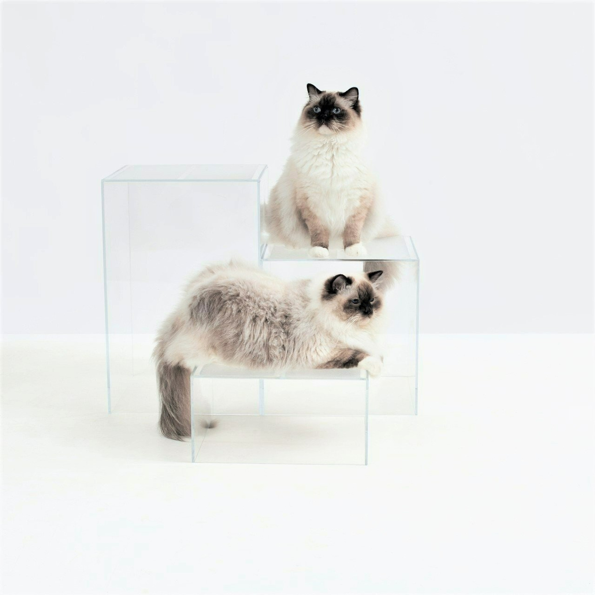 Clear Acrylic Pet Stepping Cube Set, by Hiddin