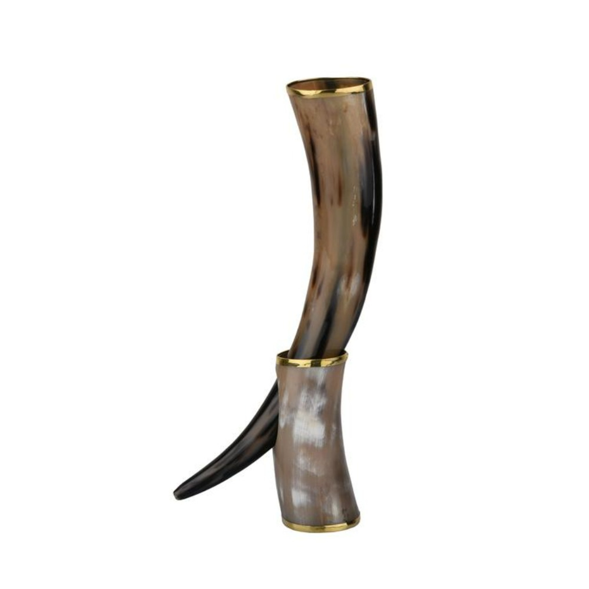 Gold Tipped Natural Horn on Stand