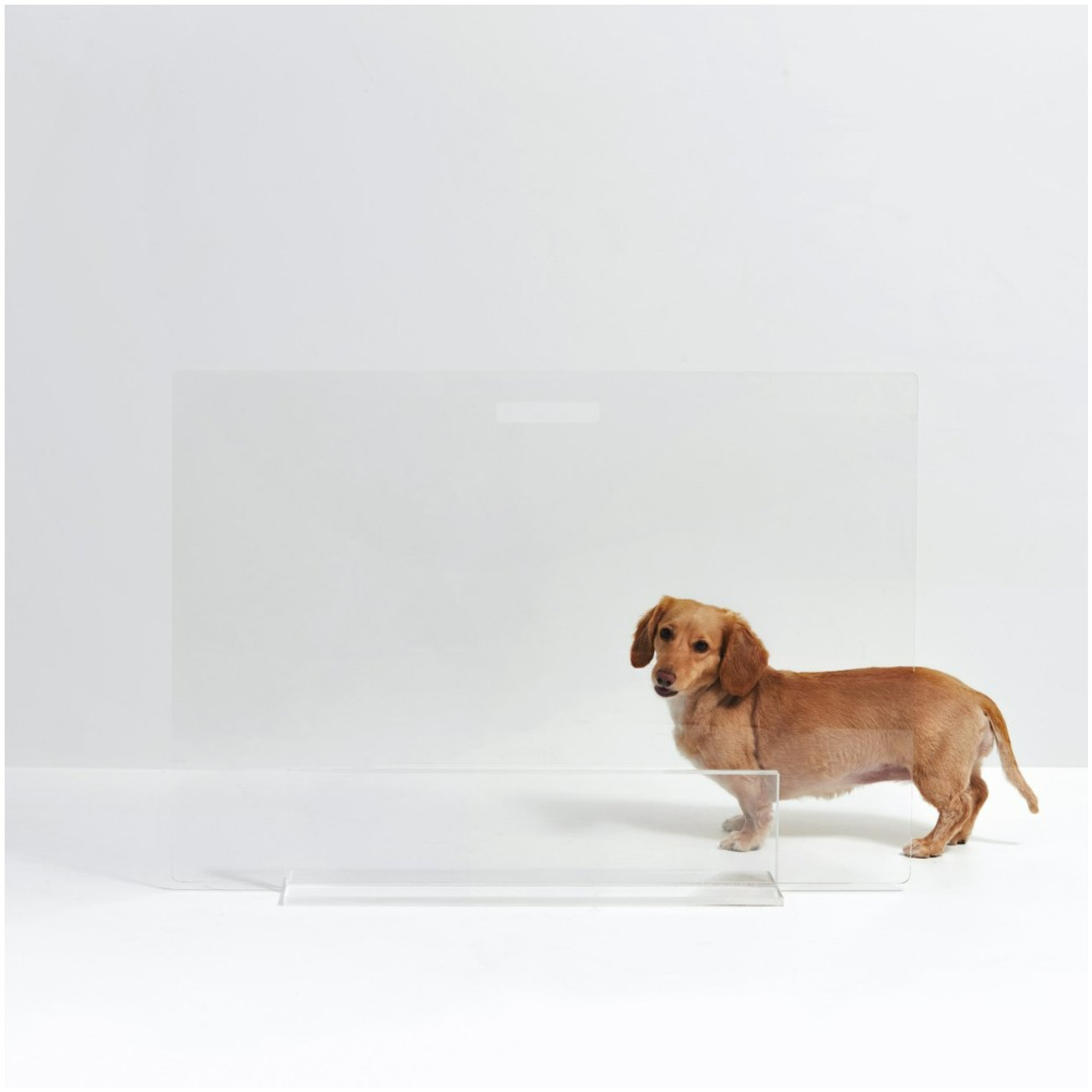 clear acrylic pet gate with acrylic base lucite dog barrier modern