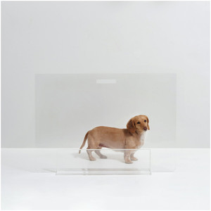 clear acrylic pet gate with acrylic base lucite dog barrier modern