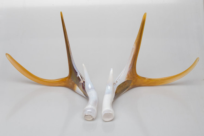 Art Glass Blown Antlers Pair, Color Options