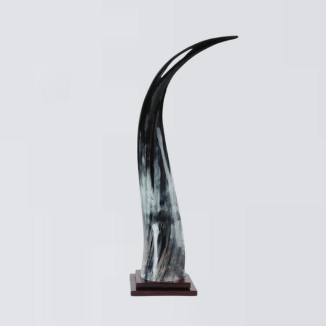 Colossal Dark Ankole Horns Set of 2 on Wood Mount