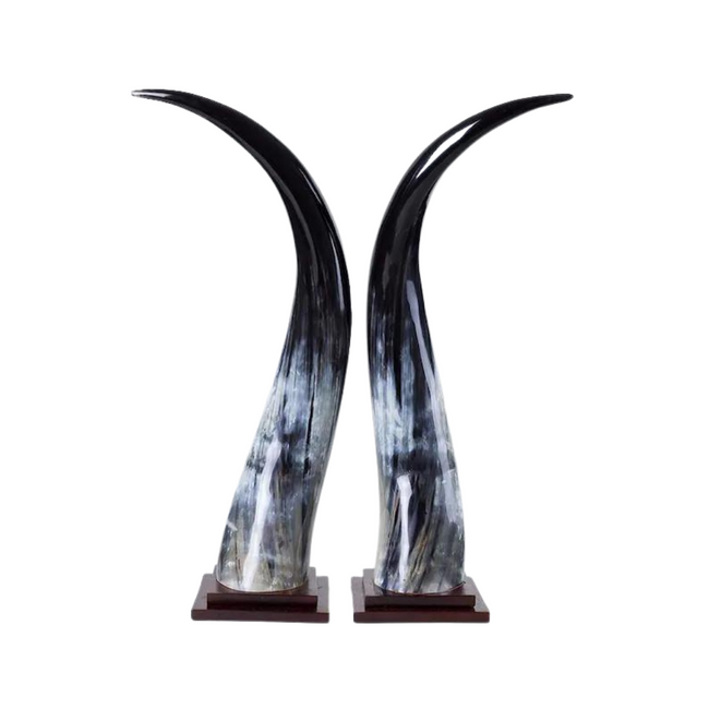 Colossal Dark Ankole Horns Set of 2 on Wood Mount