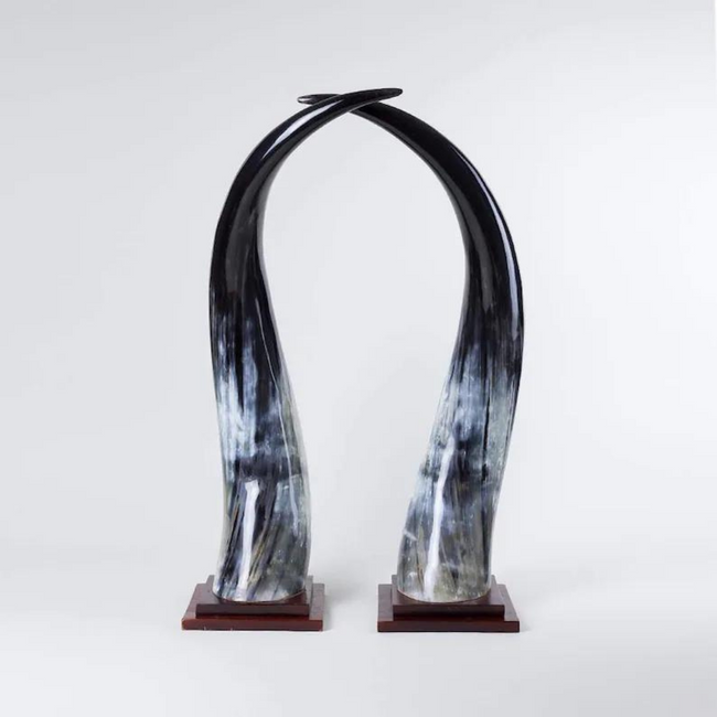Colossal Dark Ankole Horns Set of 2 on Wood Mount
