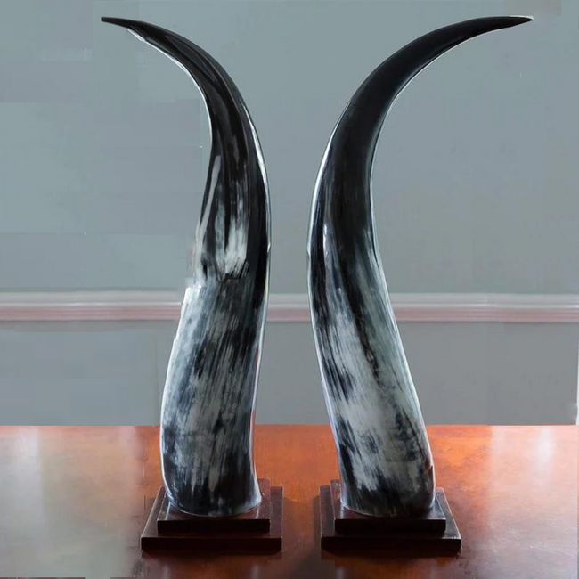 Colossal Dark Ankole Horns Set of 2 on Wood Mount