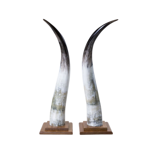 Tall Light Grey Ankole Horns Set of 2 on Wood Mount