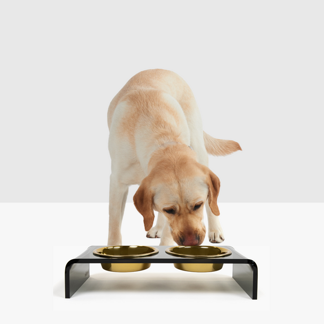 hiddin smoke grey lucite acrylic dog bowl feeder small gold bowls