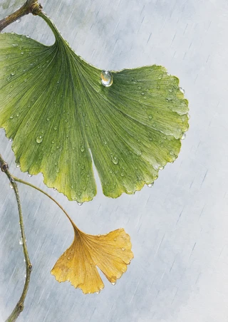 Close-up of a rain-beaded green ginkgo leaf with radiating veins and a smaller golden leaf on a curved stem against a pale, rain-streaked background.