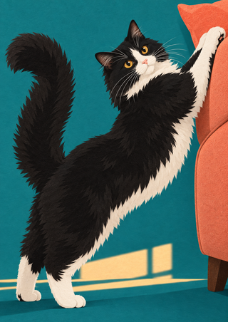 Black-and-white tuxedo cat stretching upward beside a coral sofa against teal, with amber eyes and warm light on the floor.